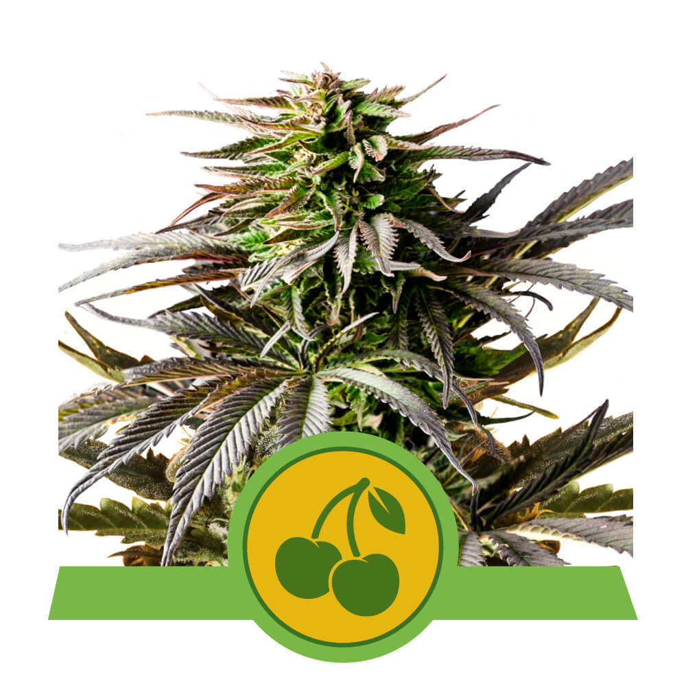 Photograph of a cannabis plant with dark green and purple leaves and a yellow circle with two cherries on it the plant shows mature inflorescences and is depicted in great detail
