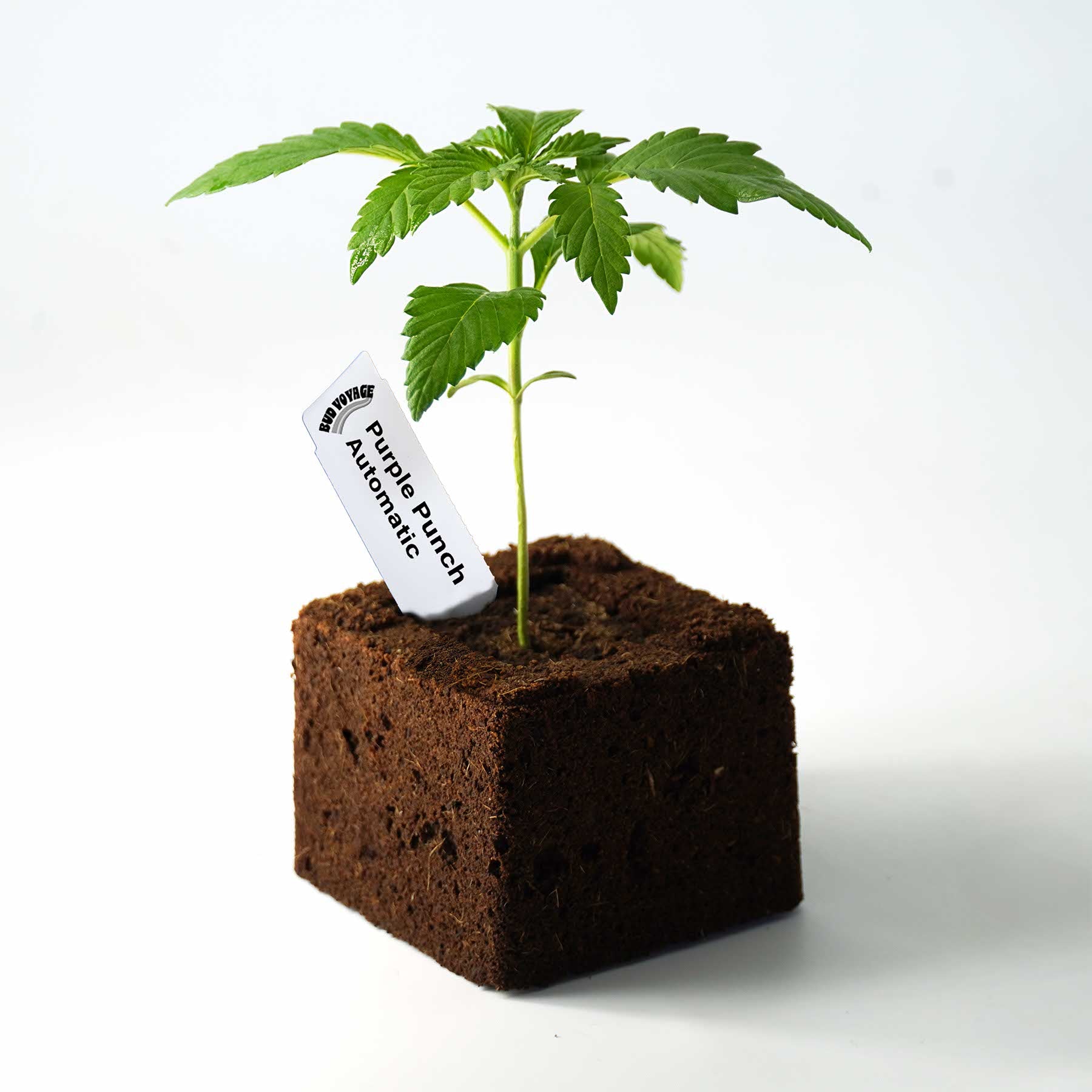 Photo of a Bud Voyage Purple Punch Automatic cannabis seedling in a dark brown soil cube against a white background
