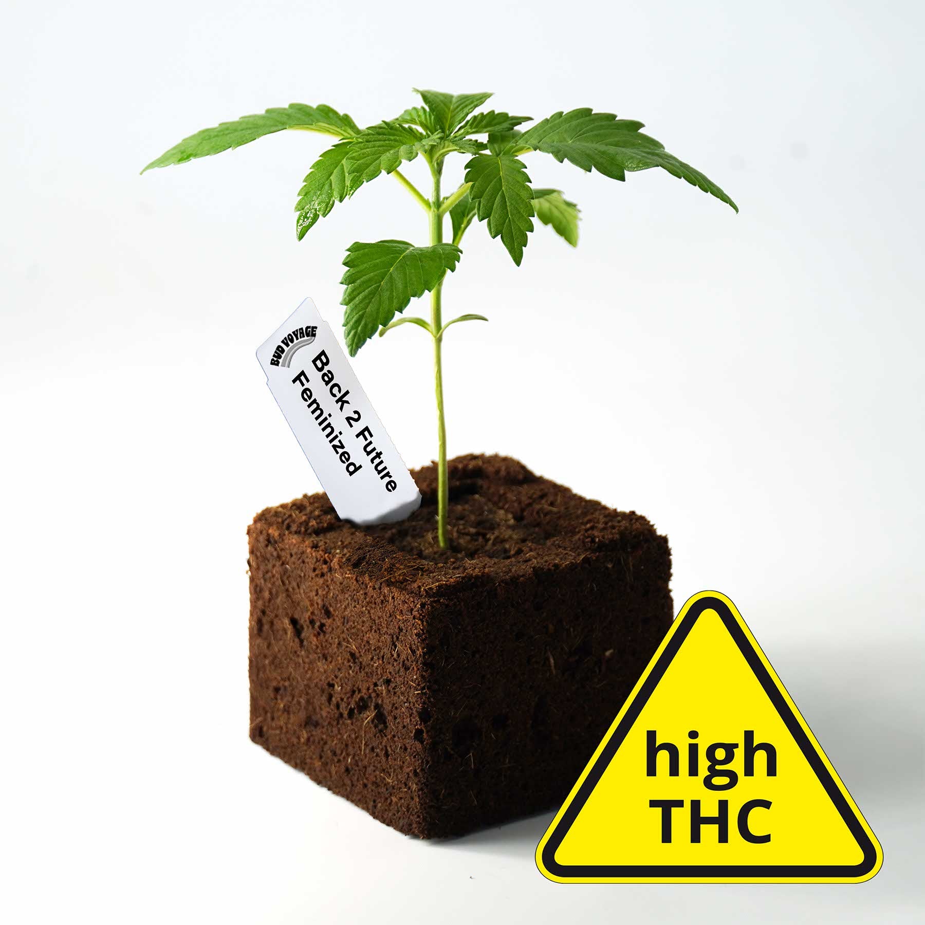 Photography Bud Voyage Back 2 Future feminized cannabis seedling in a dark brown soil cube with bright green serrated leaves and a high THC warning sign

