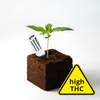 Photography: young feminized Blackberry Moonrocks cannabis plant in a square pot with dark soil and a high THC warning label, showing green leaves and a white label