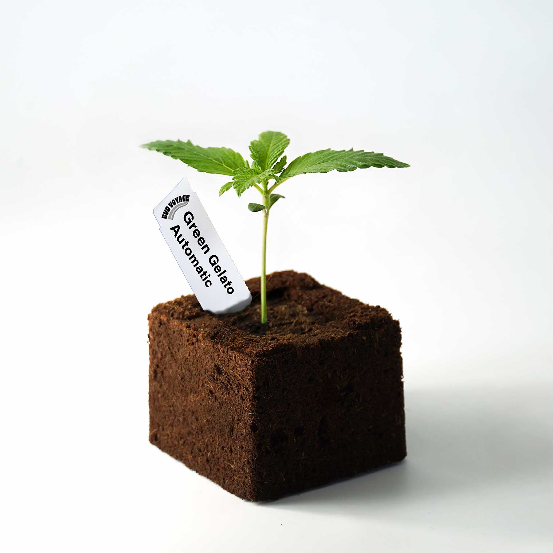 Photography: a young Green Gelato Automatic cannabis plant in a dark coco growing medium with a label indicating the strain, the vibrant green leaves and dark rich soil stand out against the white background
