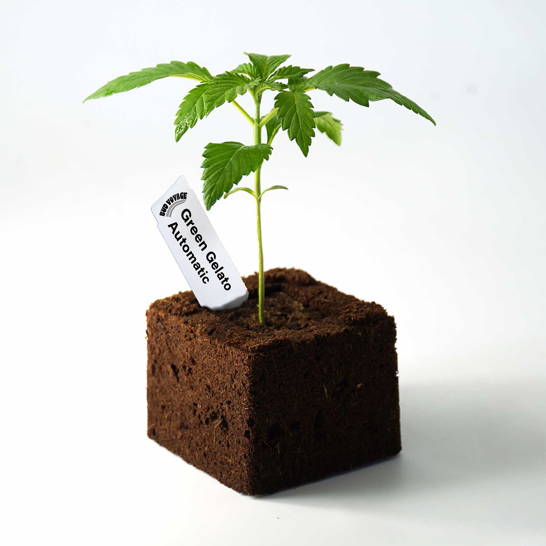 Photography: a young Green Gelato Automatic cannabis plant in a square pot with dark soil, vibrant green leaves and a white label
