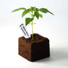 Photography: a young White Widow Automatic cannabis plant in a dark, cubic pot with vibrant green leaves and a label with the name of the strain on a white background
