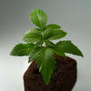 Photography: A young cannabis plant in a dark pot with moist, lush green leaves and visible small drops of water on the leaves
