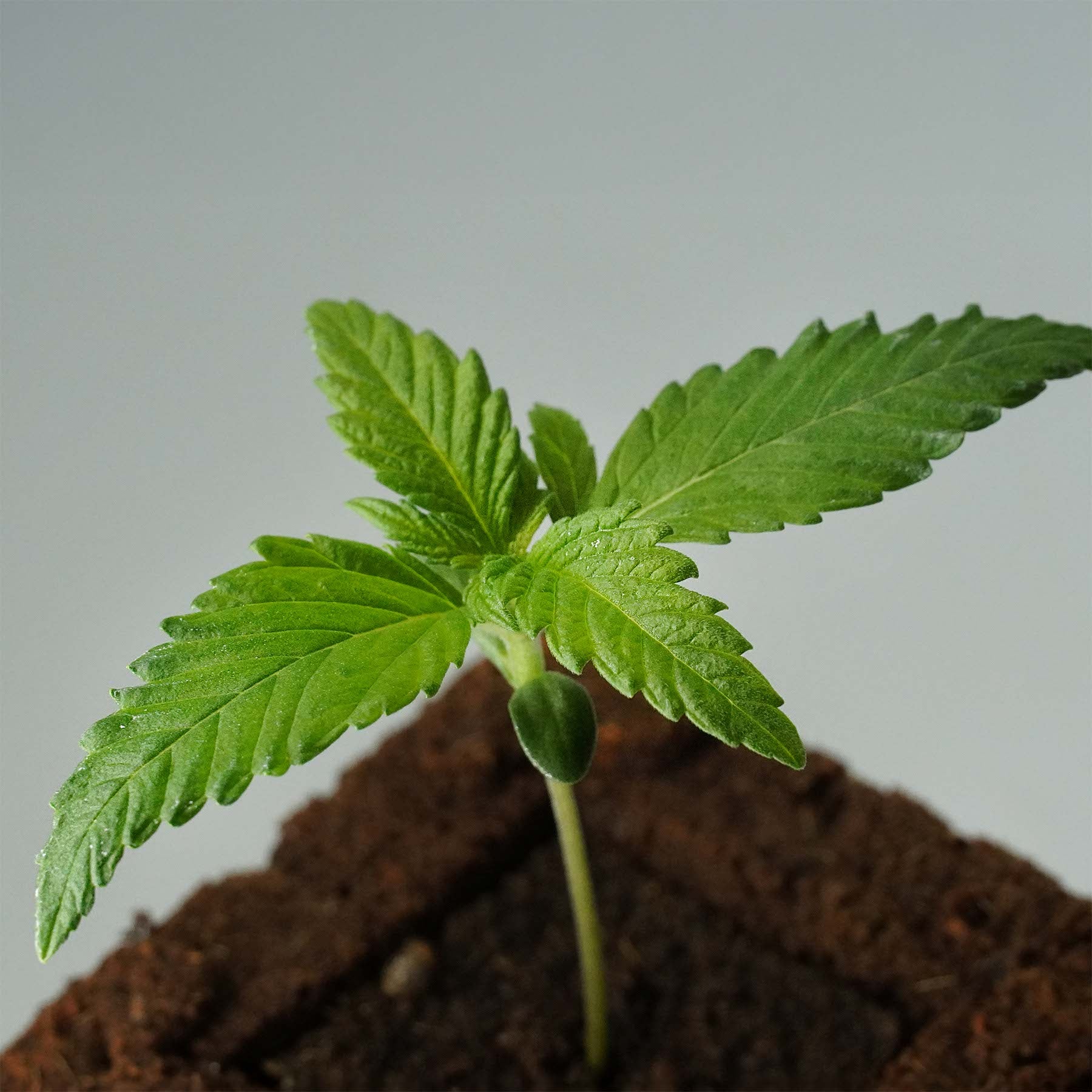 Close-up of a young cannabis plant in a pot with bright green leaves and a small, light-colored cotyledon in the dark soil
