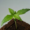 Close-up of a young cannabis plant in a pot with bright green leaves and a small, light-colored cotyledon in the dark soil
