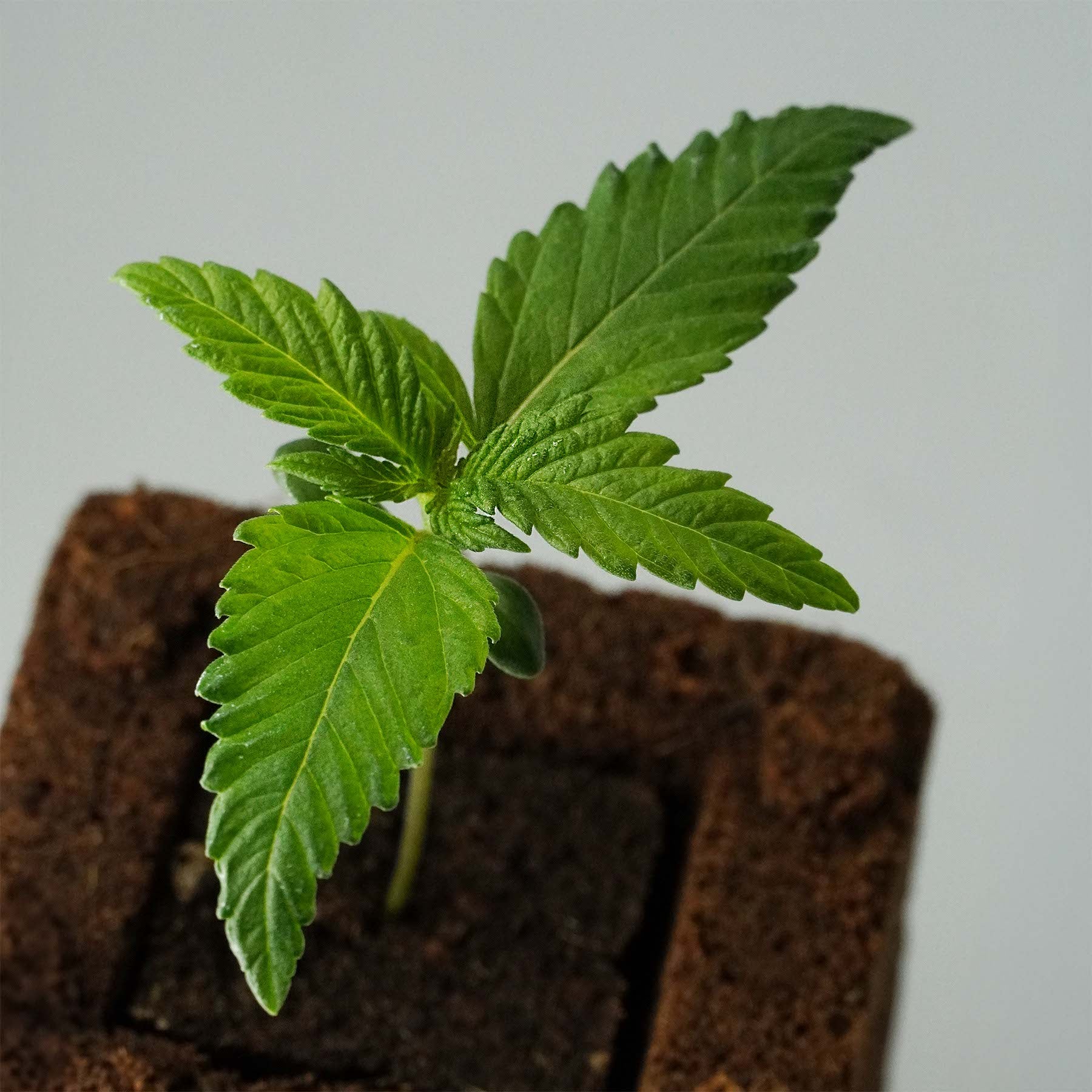 Close-up of a young cannabis plant in a dark pot with bright green leaves and fine sawtooths on the leaves
