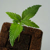 Close-up of a young cannabis plant in a dark pot with bright green leaves and fine sawtooths on the leaves

