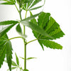 Close-up photograph of a Cannabis sativa plant showing vibrant green serrated leaves and a slender stem against a white background
