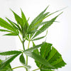 Photo of a Cannabis sativa plant showing vibrant green serrated leaves and a central stem against a white background
