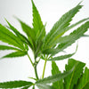 Close-up photograph of a vibrant green Cannabis sativa plant showcasing its serrated leaves and slender stem against a bright white background
