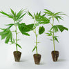 Photo of three young cannabis plants in individual pots against a white background showing vibrant green leaves and visible root systems
