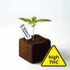 Photo: Young plant Dosidos F1 feminized in a coco pot, with a label and a warning triangle due to high THC content, showing strong green leaves and dark soil
