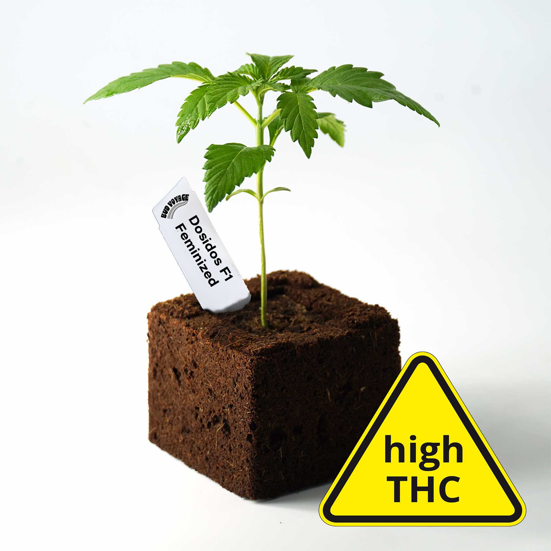 Photo: Young Dosidos F1 feminized plant in a brown pot with a bright yellow warning label with the words high THC and striking green leaves and a white label
