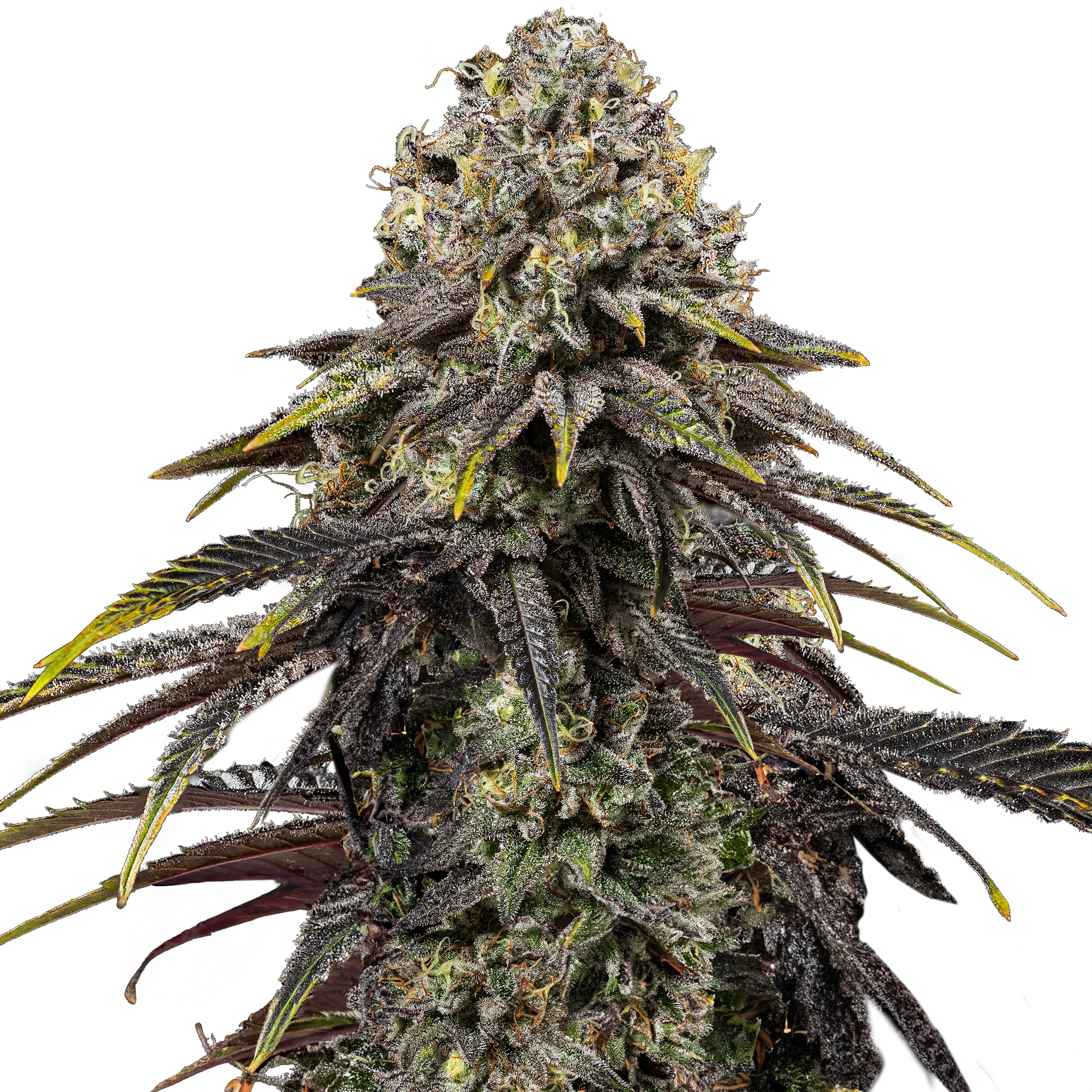 Close-up of a cannabis plant with purple-black leaves, glittering trichomes and bright orange accents on a black background
