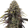 Close-up of a cannabis plant with purple-black leaves, glittering trichomes and bright orange accents on a black background
