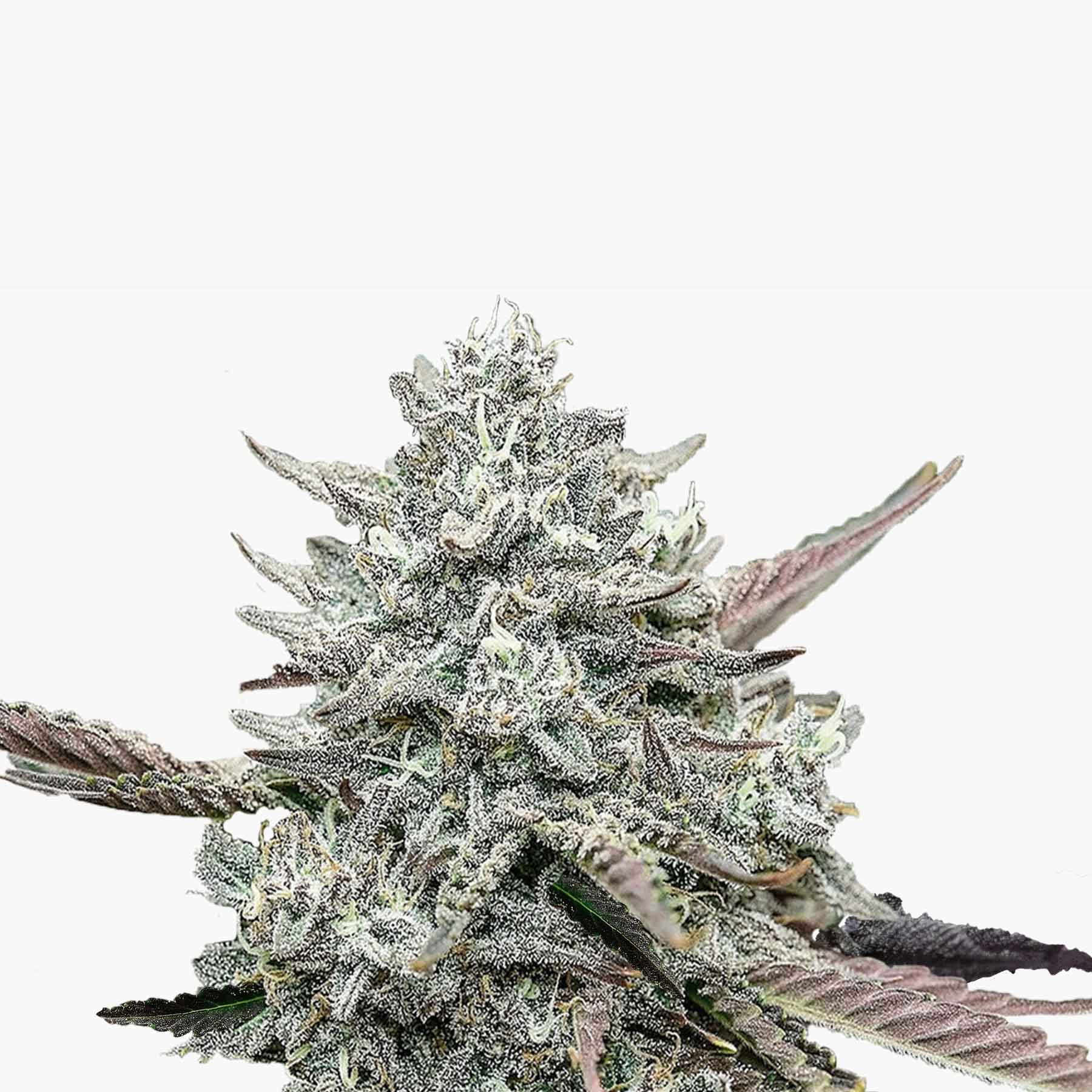 Photography: Close-up of a cannabis flower with striking purple leaves, silvery trichomes and green calyxes on a white background
