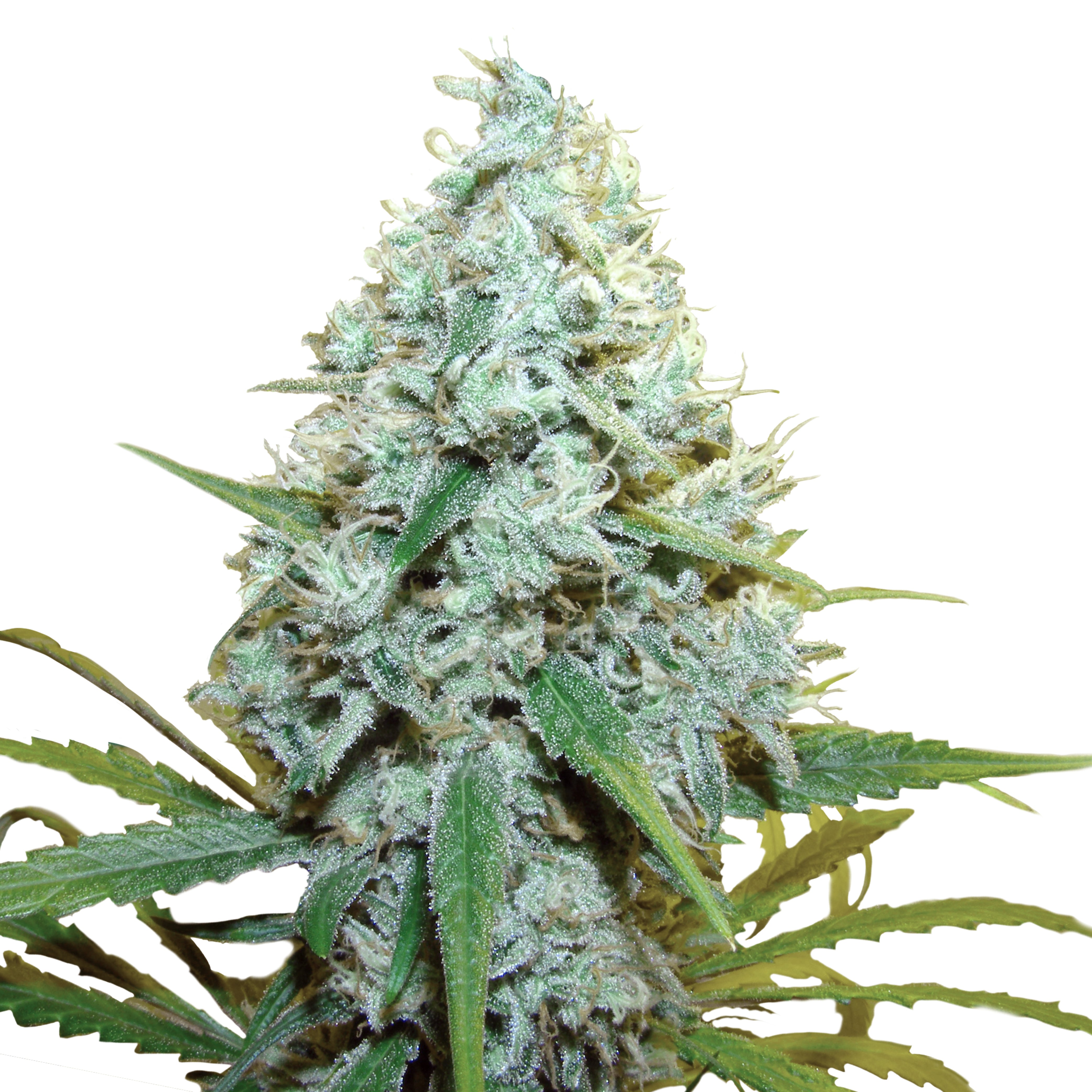 Photograph of a cannabis plant with densely packed, silvery-green inflorescences and bright green leaves covered with fine, glistening trichomes
