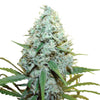 Photograph of a cannabis plant with densely packed, silvery-green inflorescences and bright green leaves covered with fine, glistening trichomes
