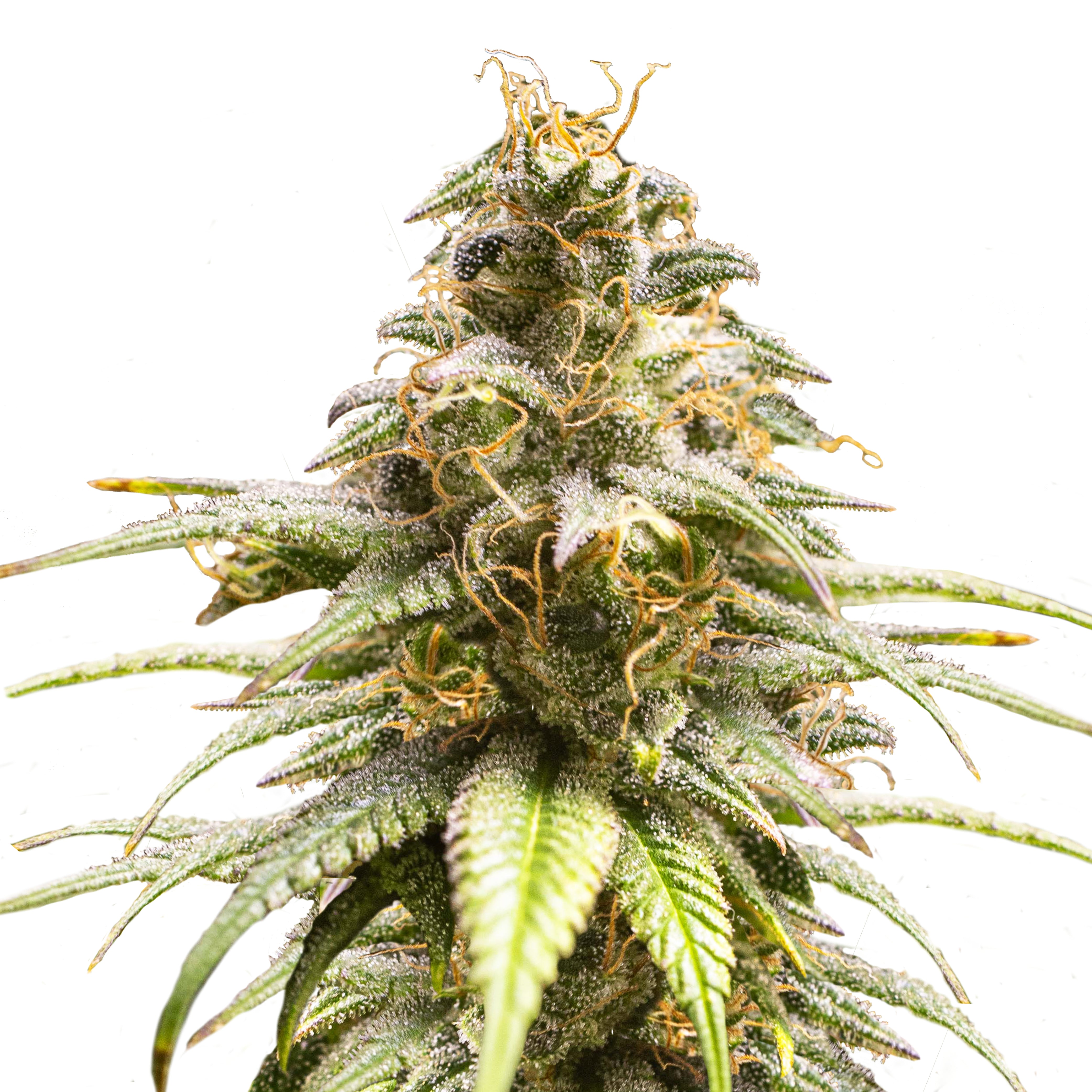 Close-up of a cannabis plant with bright orange pistils, glistening trichomes and intense green leaves
