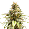 Close-up of a cannabis plant with bright orange pistils, glistening trichomes and intense green leaves
