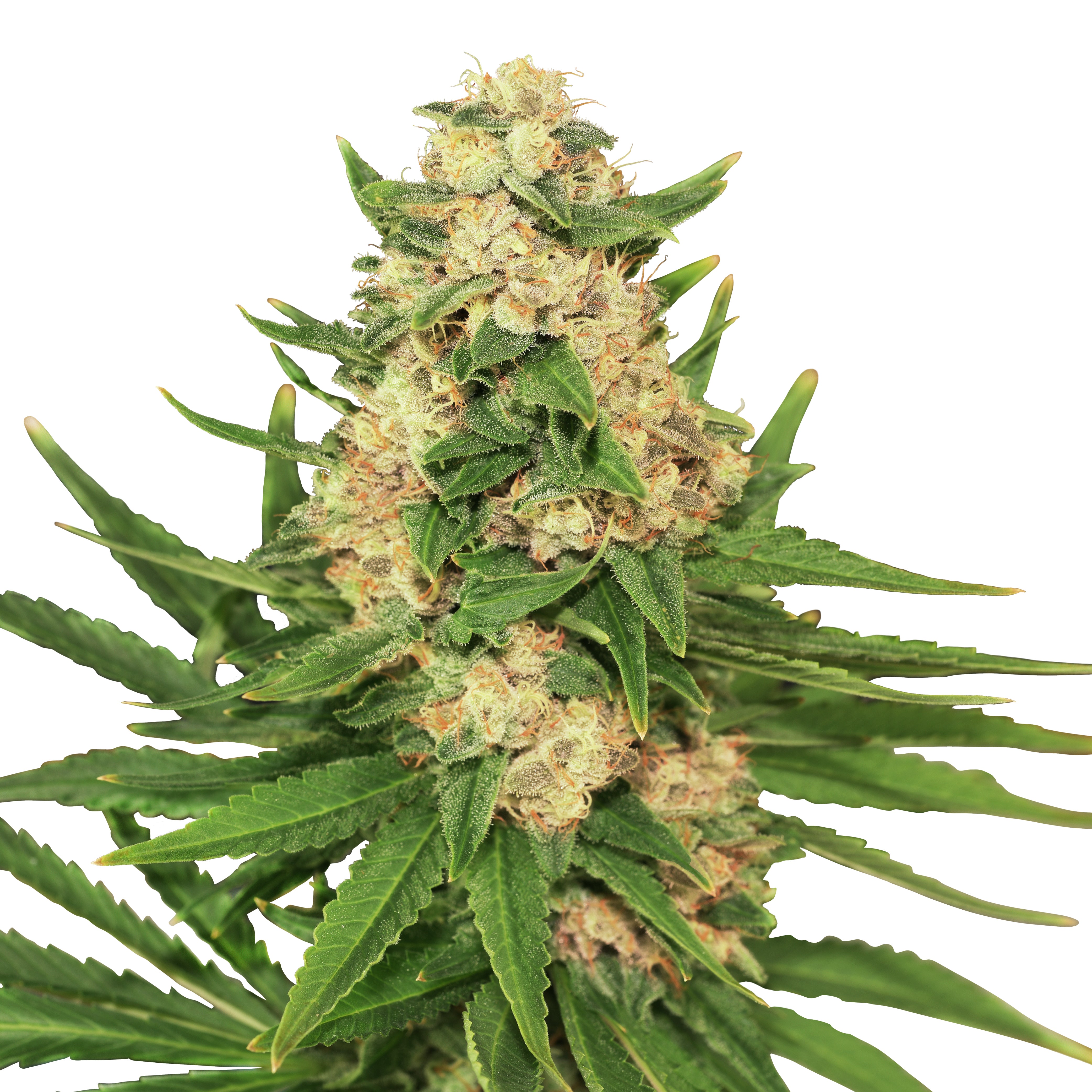 Close-up of a cannabis plant with striking light green leaves, orange hairs and a dense flower structure
