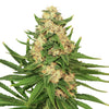 Close-up of a cannabis plant with striking light green leaves, orange hairs and a dense flower structure
