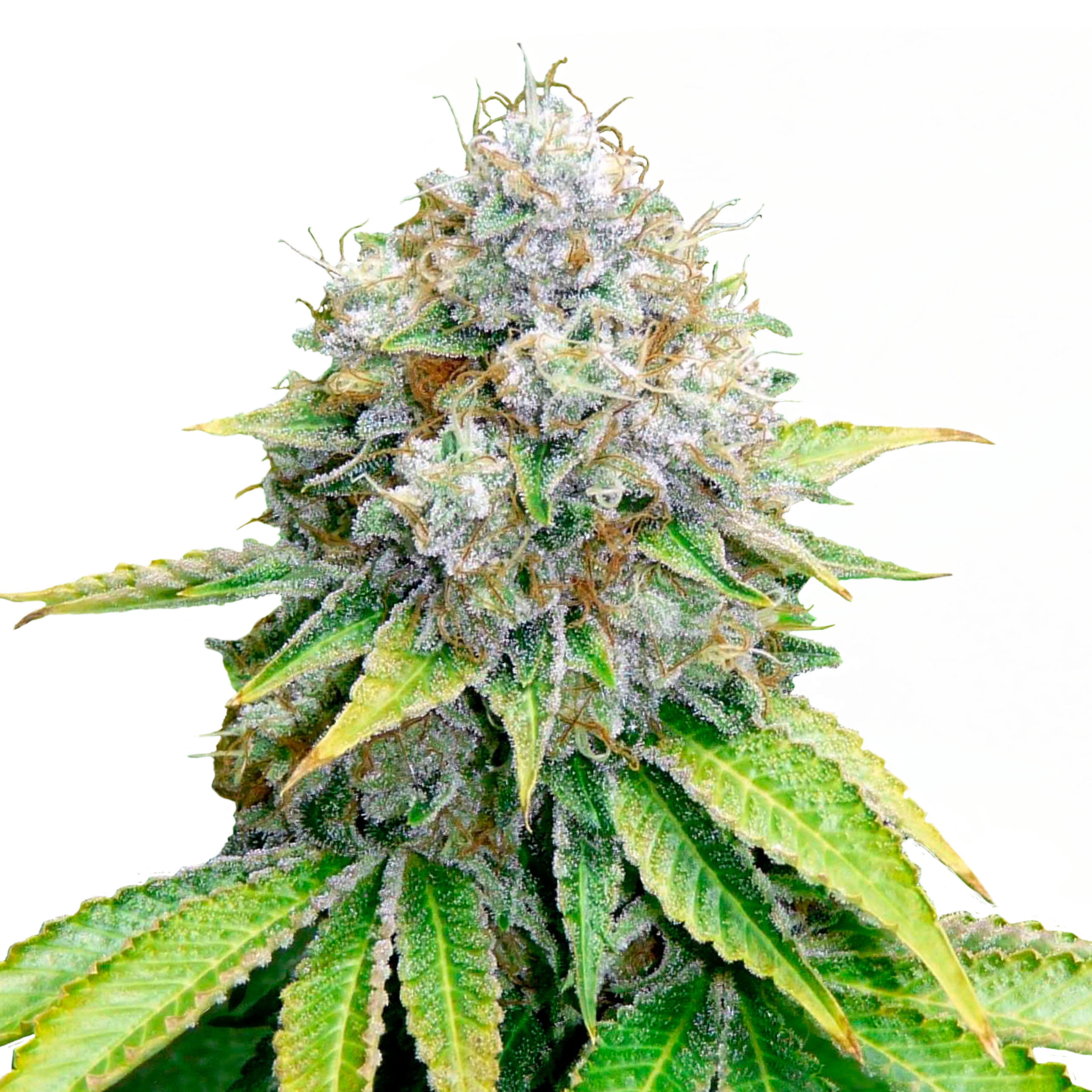 Close-up of a cannabis plant with densely leafy green leaves covered in a thick layer of glistening trichomes shows the vibrant colors and detailed texture