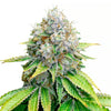 Close-up of a cannabis plant with densely leafy green leaves covered in a thick layer of glistening trichomes shows the vibrant colors and detailed texture