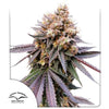 Dutch Passion Seed Company photograph of a vibrant purple and orange cannabis plant with frosty trichomes and dark green leaves against a white background
