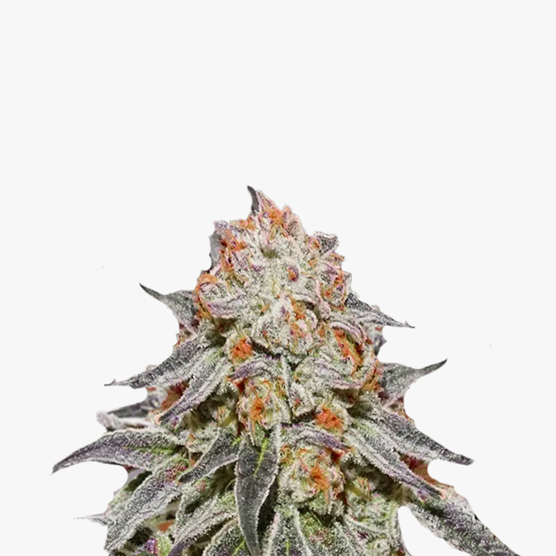 Close-up of a cannabis plant with orange and purple flowers covered with trichomes and crystals on a white background
