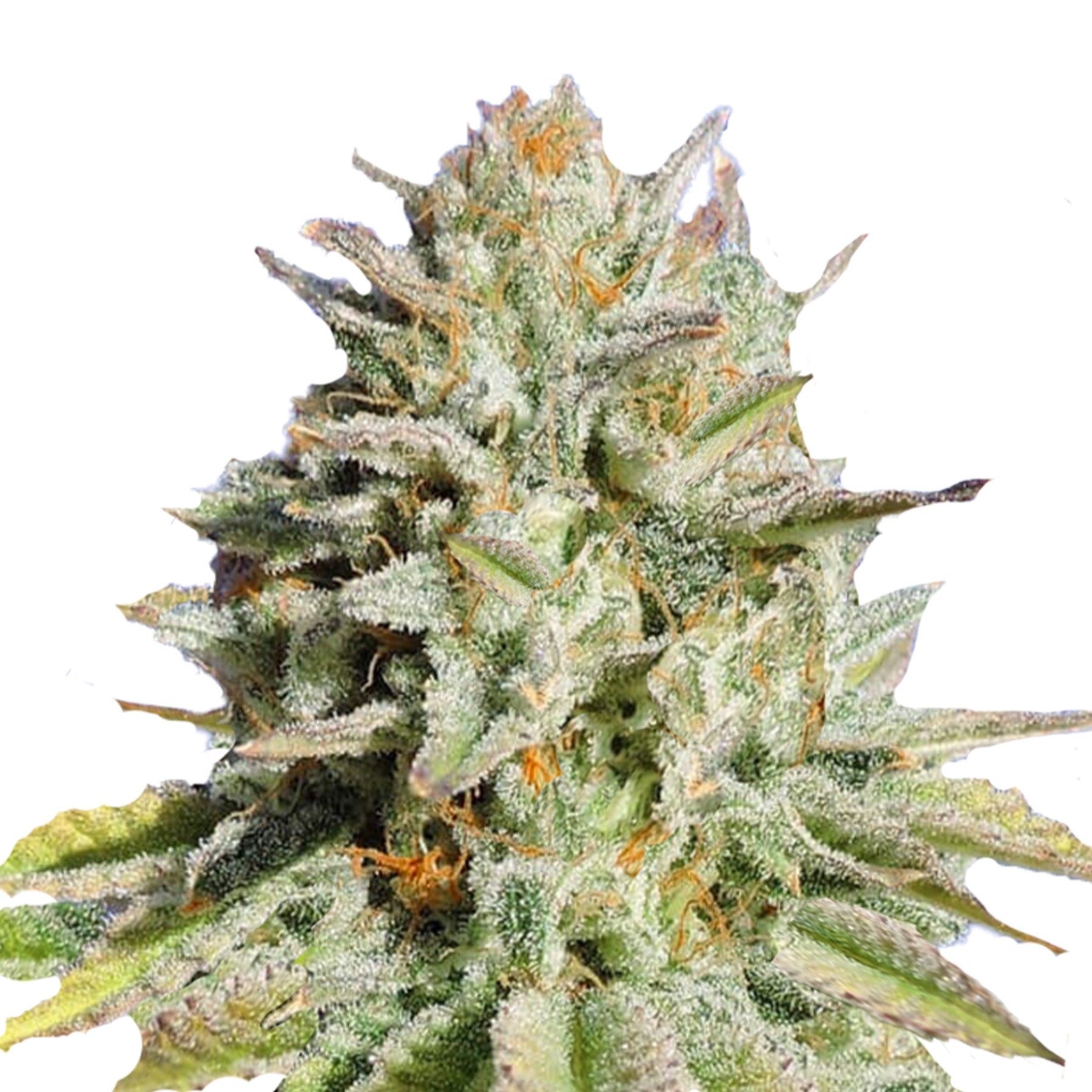 Close-up of a cannabis plant with orange hairs, silvery leaves and lush greenery
