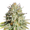 Close-up of a cannabis plant with orange hairs, silvery leaves and lush greenery
