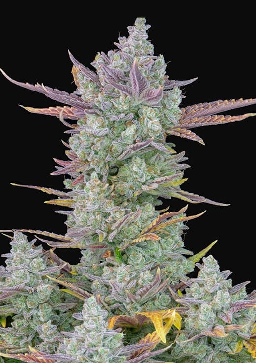 Photograph of a cannabis plant with purple, green and golden inflorescences against a black background
