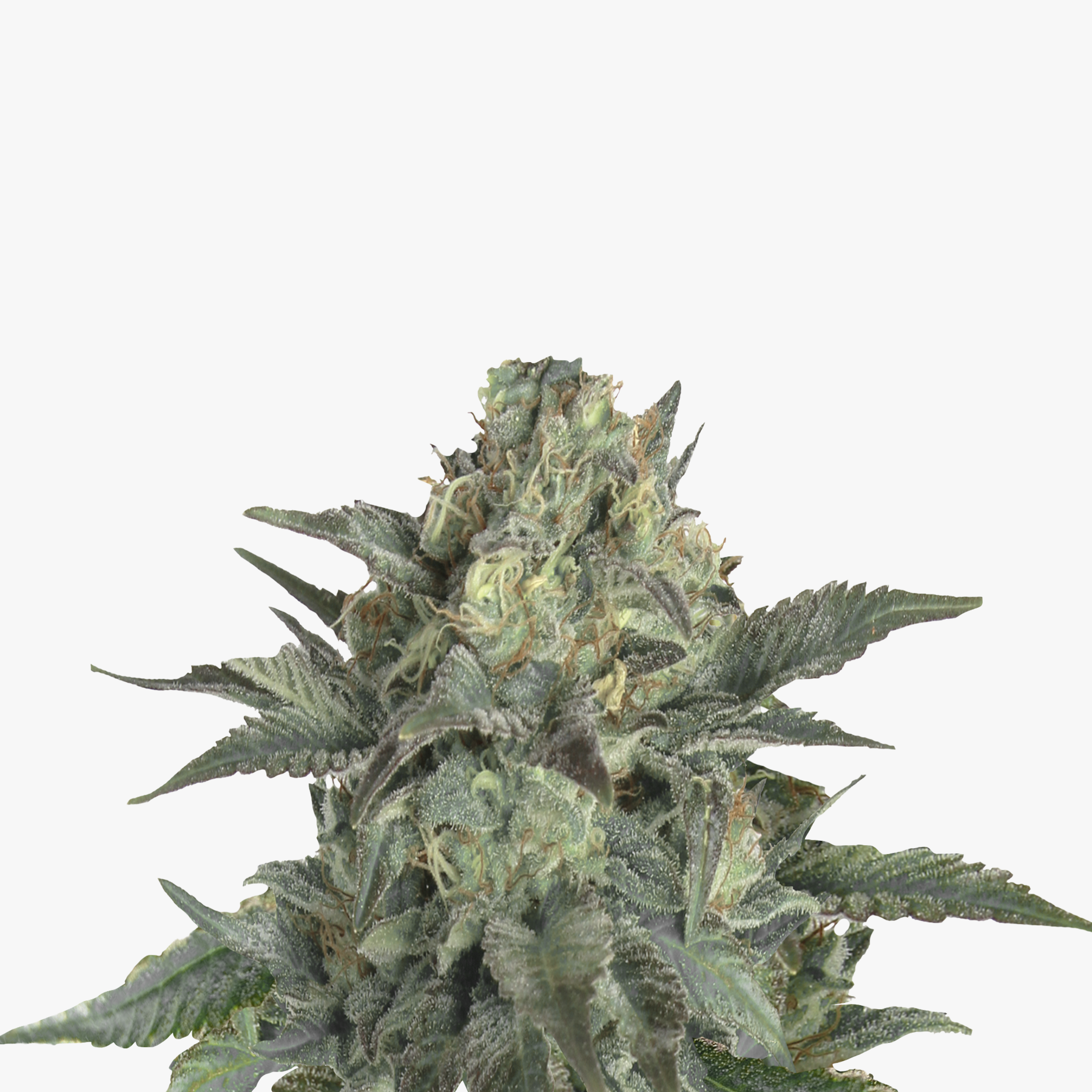 Close-up of a cannabis plant with silvery leaves, brown and green inflorescences and a dense resin coating
