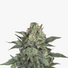 Close-up of a cannabis plant with silvery leaves, brown and green inflorescences and a dense resin coating
