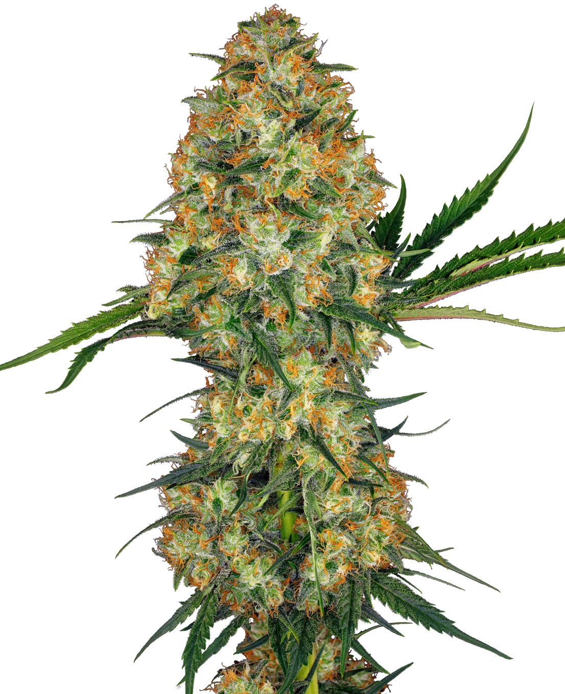 Photograph of a cannabis plant with orange and green inflorescences against an abstract background the plant shows dense inflorescences with many orange hairs and crystalline trichomes