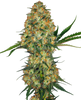 Photograph of a cannabis plant with orange and green inflorescences against an abstract background the plant shows dense inflorescences with many orange hairs and crystalline trichomes