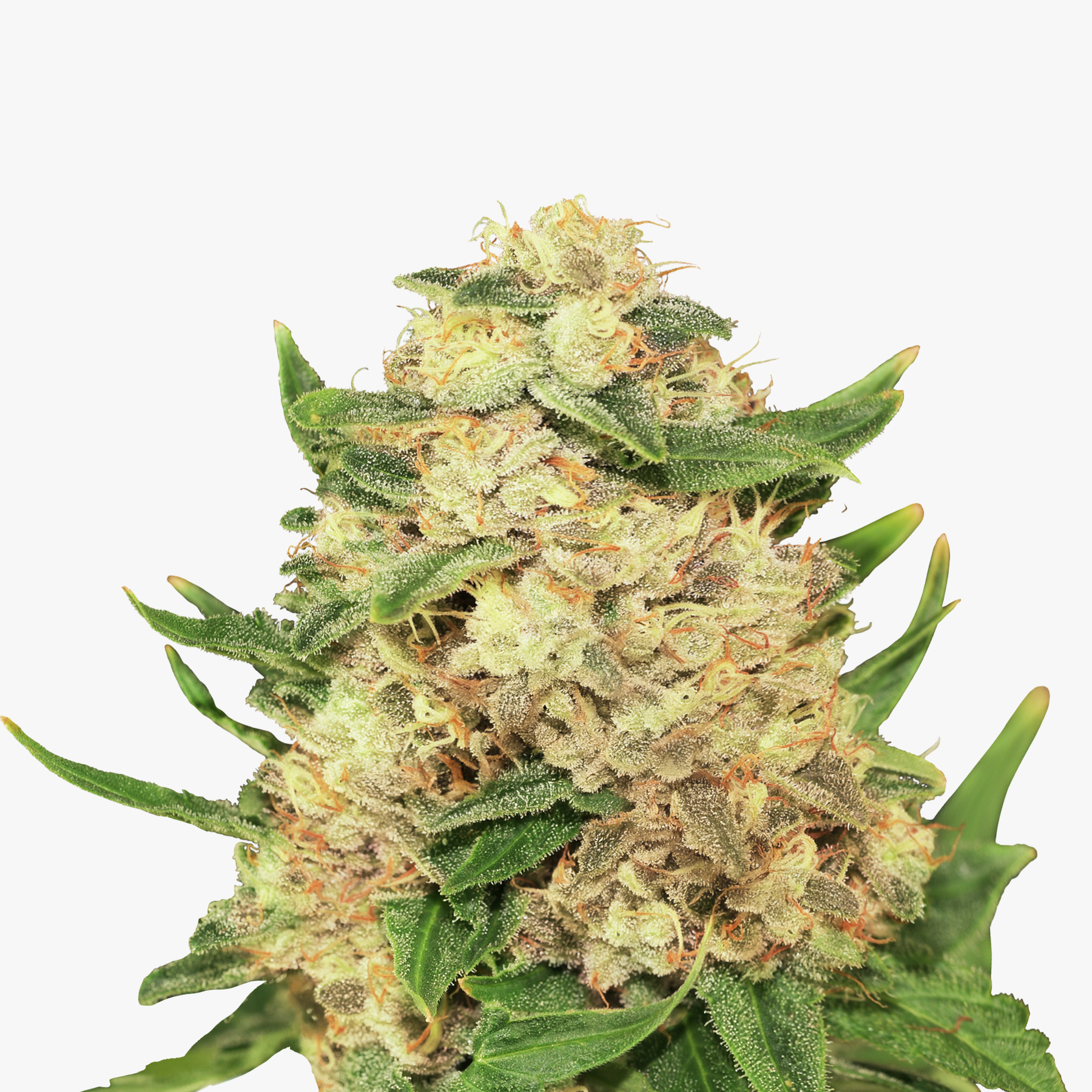 Close-up of a cannabis plant with densely growing, light green leaves and orange hairs forming a cone-shaped inflorescence covered with crystalline trichomes
