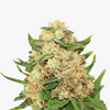 Close-up of a cannabis plant with densely growing, light green leaves and orange hairs forming a cone-shaped inflorescence covered with crystalline trichomes
