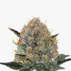 Photograph of cannabis plant with orange hairs, silvery trichomes and dark green leaves on a white background
