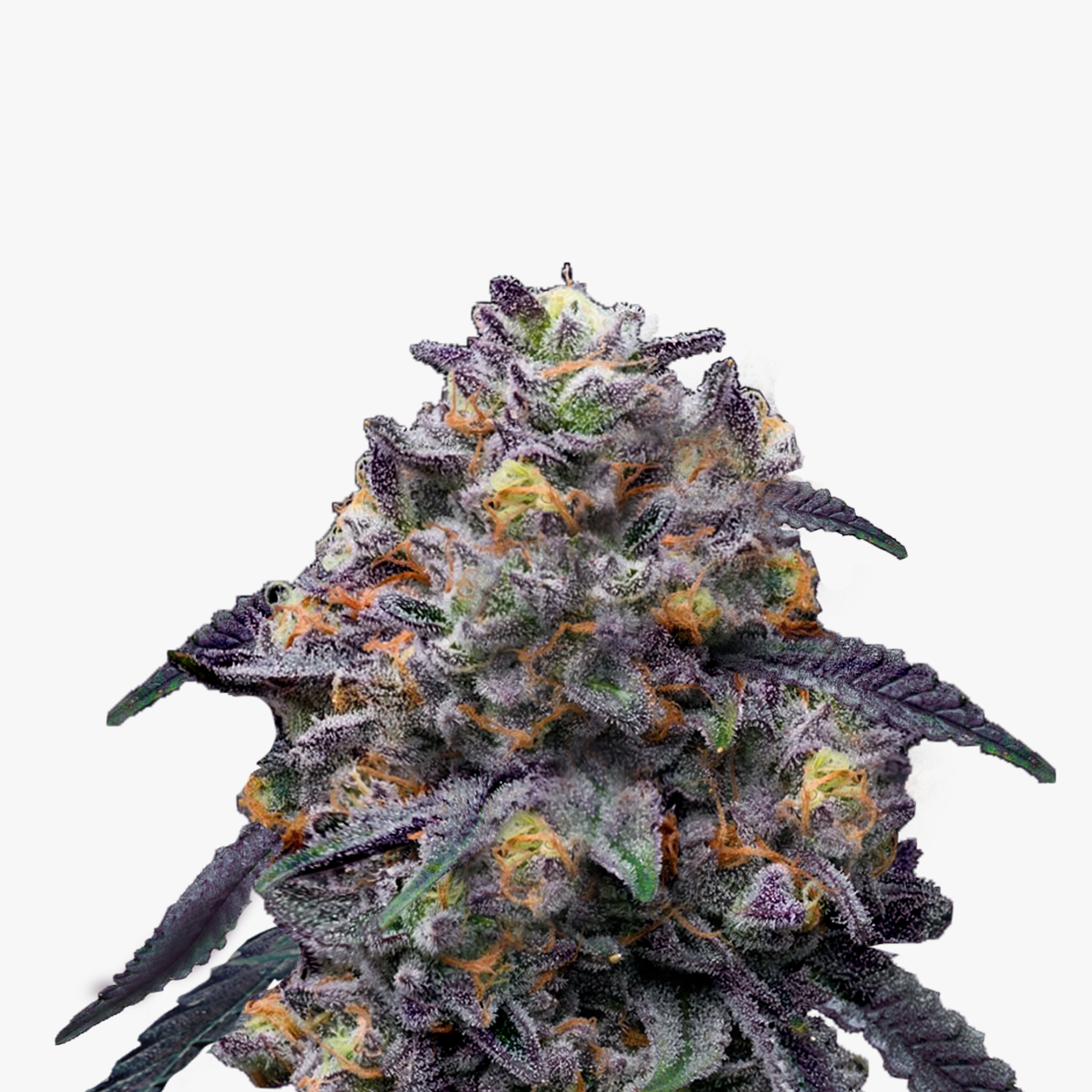 Photograph of a cannabis plant with purple and orange hues, densely covered with trichomes that look like crystals.
