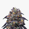 Photograph of a cannabis plant with purple and orange hues, densely covered with trichomes that look like crystals.

