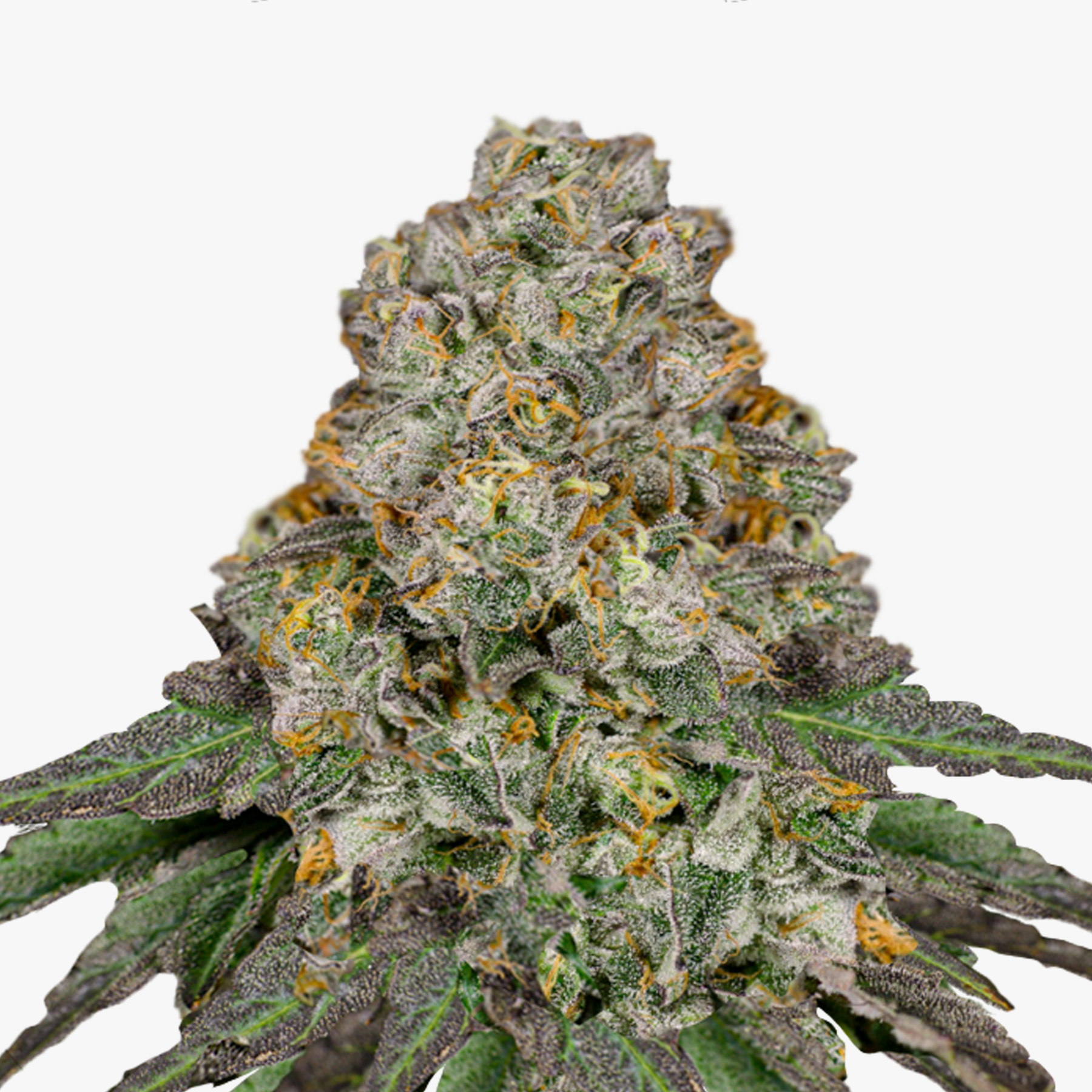 Close-up of a marijuana bud with green-purple inflorescences, orange hairs and a thick layer of glistening trichomes
