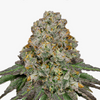 Close-up of a marijuana bud with green-purple inflorescences, orange hairs and a thick layer of glistening trichomes
