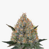Close-up of a cannabis plant with orange and purple inflorescences on a white background
