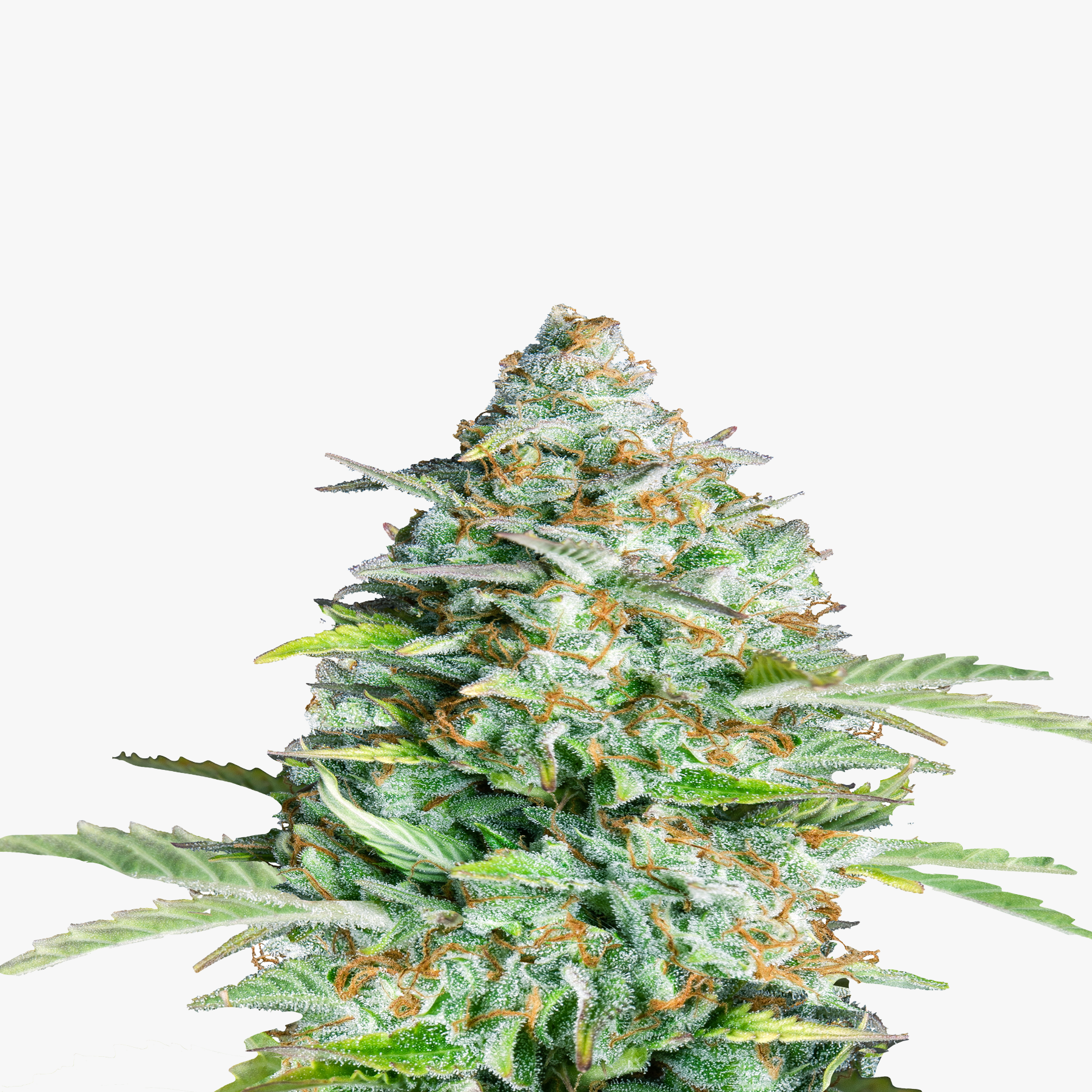 Close-up of a cannabis plant with crystalline trichomes, orange pistils and bright green leaves shows a detailed view of the inflorescences
