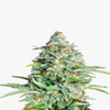 Close-up of a cannabis plant with crystalline trichomes, orange pistils and bright green leaves shows a detailed view of the inflorescences
