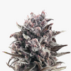Close-up of a cannabis flower with purple-grey calyxes, striking white trichomes and dark red accents shows the complex structure of the plant
