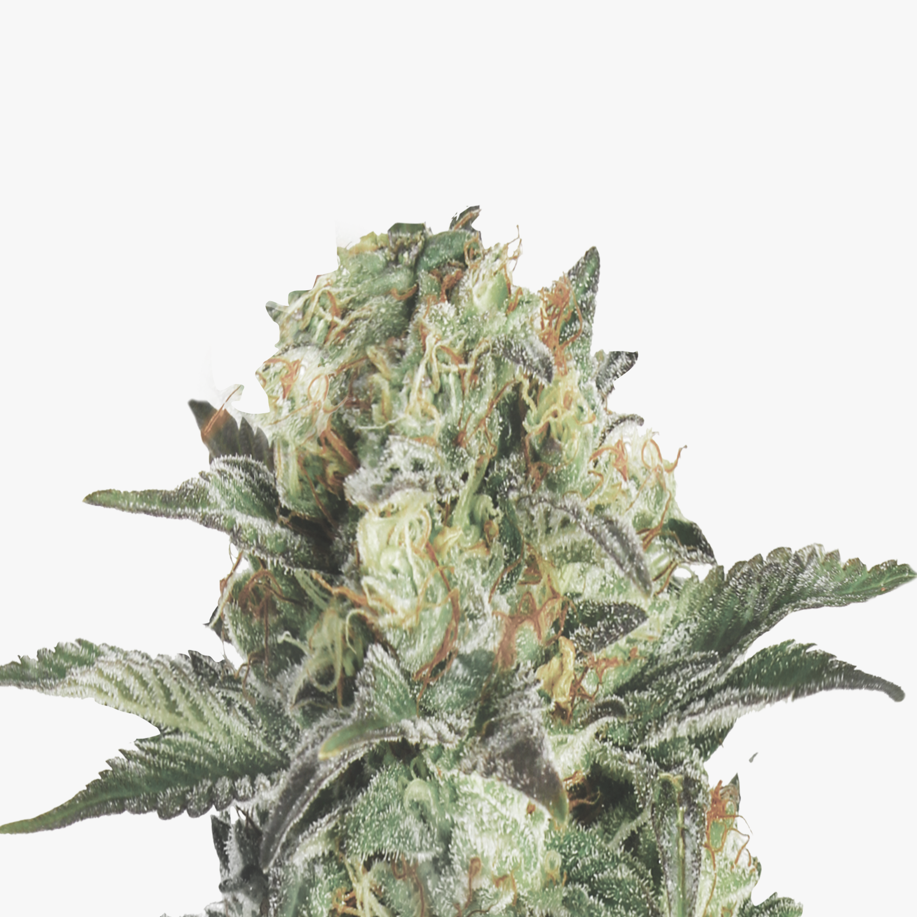 Close-up of a cannabis flower with green and white inflorescences, orange hairs and purple leaves against a white background
